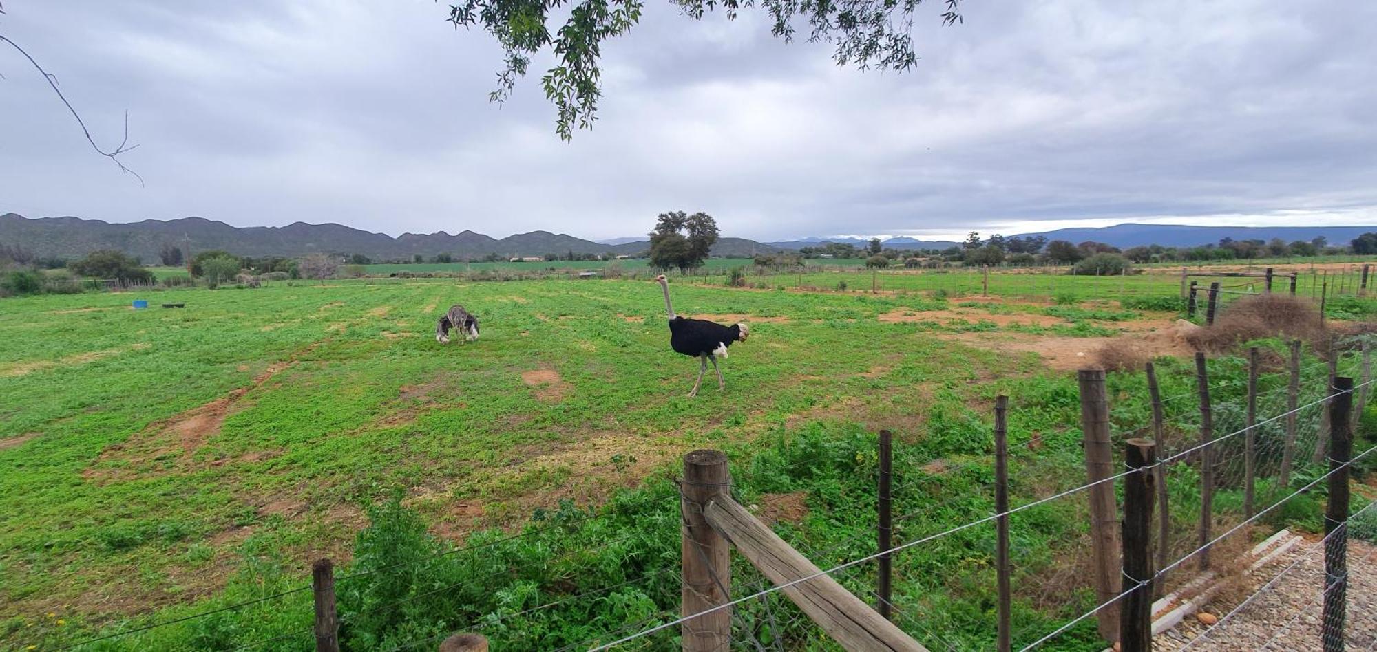 Karoo Leeu Self Catering Villa Oudtshoorn Eksteriør bilde
