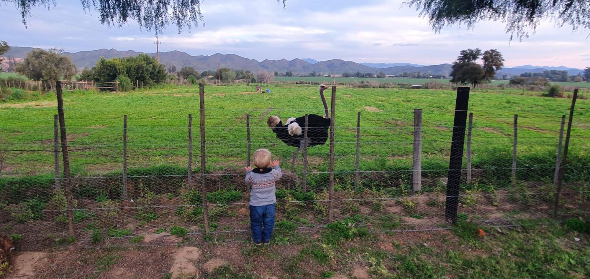 Karoo Leeu Self Catering Villa Oudtshoorn Eksteriør bilde