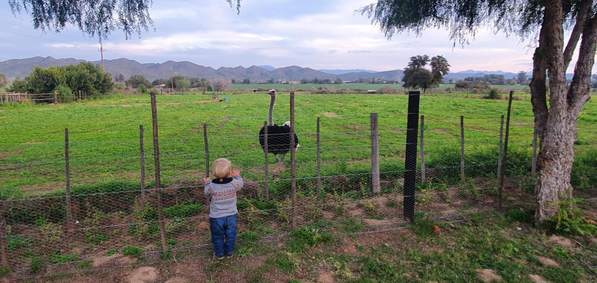Karoo Leeu Self Catering Villa Oudtshoorn Eksteriør bilde